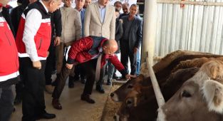 161 milyon lira değerinde 1095 büyükbaş hayvan dağıtıldı
