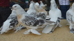 20 Yıldır Kuşlarına Gözü Gibi Bakıyor