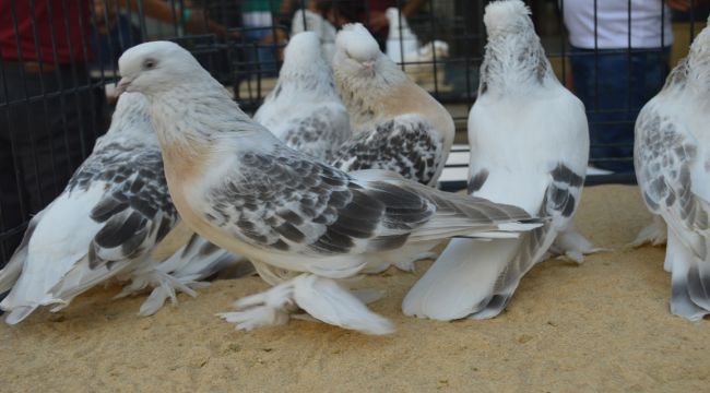 20 Yıldır Kuşlarına Gözü Gibi Bakıyor