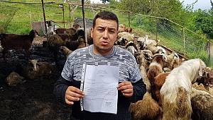 Başıboş köpekler, ahırdaki 32 küçükbaş hayvanı telef etti