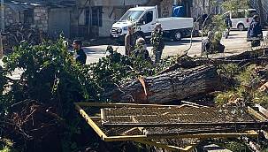 Adıyaman Köy Hizmetleri bahçesinde Ağaç Katliamı.