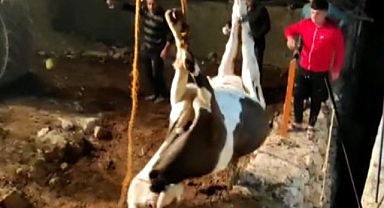 Boşluğa düşerek sıkışan ineği itfaiye kurtardı