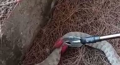 Engerek yılanı paniğe neden oldu-Videolu Haber