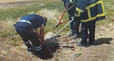 Araç lastiği körüğüne kafası sıkışan köpek itfaiye ekiplerince kurtarıldı