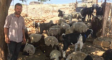 Besni'de kurt saldırısı: 26 koyun telef oldu