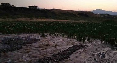 Kozluk'ta su kanalı patladı, tütün tarlası su altında kaldı