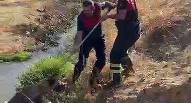 Kuyuya düşen köpeği itfaiye ekipleri kurtardı