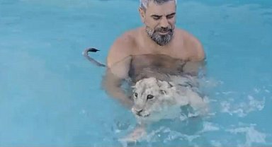 Sıcaktan bunalan aslanlar havuzda ve hortumla serinletiliyor
