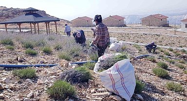Tut ilçesinde lavanta hasadı yapıldı