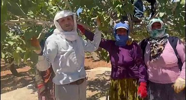Yeşil altın Antepfıstığı'nda ilk hasat davul zurna eşliğine başladı
