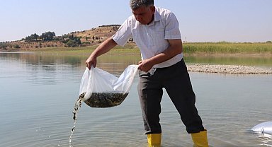 Atatürk Baraj Göletine 7 milyon 180 bin balık bırakıldı