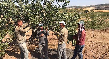 Besni'de Antep Fıstığı hasadı başladı