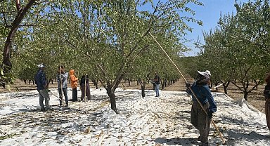 Hibe desteğiyle kurulan badem bahçesinde hasat başladı