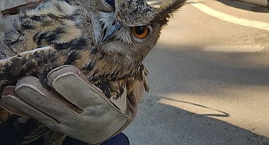 Puhu kuşu tedavi altına alındı