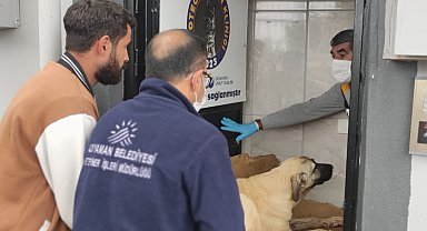 Av tüfeğiyle vurulan köpek yaşam mücadelesi veriyor