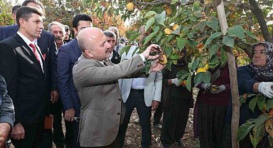 Gölbaşı ilçesinde hurma hasadı başladı