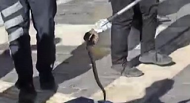 Kaldırımda yılan paniği