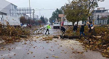 Rüzgar nedeniyle devrilmek üzere olan ağaç korkuttu