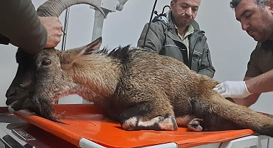 Yaralı dağ keçisi tedavi altına alındı