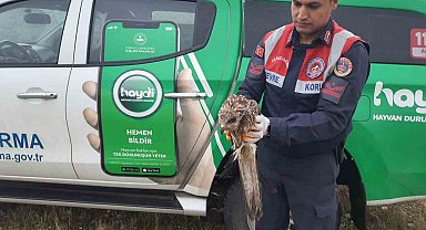 Jandarma ekipleri yaralı şahin buldu