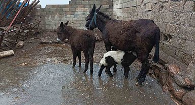 Eşek kuzuya annelik yapıyor