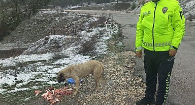 Trafik polisleri sokak hayvanlarını besledi