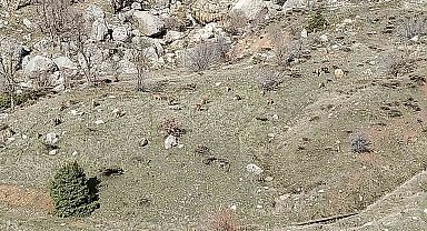 Sincik'te dağ keçileri sürü halinde görüldü