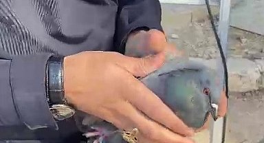 Ağaç dallarına takılan güvercini itfaiye kurtardı