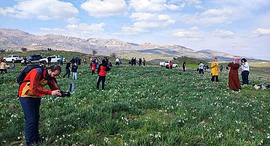 Gegrer'deki doğal nergis tarlasına ziyaretçi akını