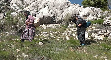 Gergerli vatandaşların zorlu pancar toplama yolculuğu