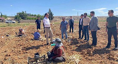 Besni'de sarımsak hasadı başladı
