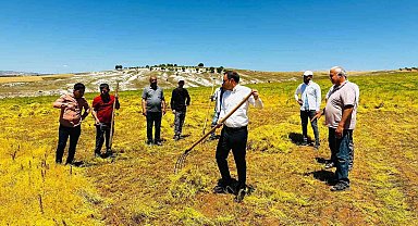 Kaymakam Partal, mercimek hasadına katıldı
