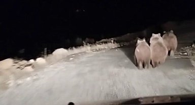 Otomobiliyle giderken ayılarla karşılaştı