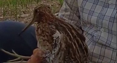Türkiye'de nadir görülen Gallinago kuşu yaralı halde bulundu