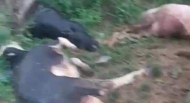 Yıldırımın düştüğü Çelikhan'da 5 hayvan telef oldu
