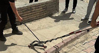 Asansöre girmeye çalışan yılan yakalandı