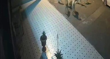 Başıboş 10 sokak köpeği anne kedi ve 2 yavrusunu parçaladı