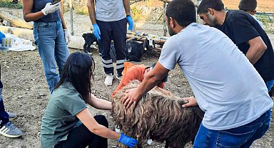 Belediyeden Mardin ve Diyarbakır'a veteriner ve itfaiye desteği