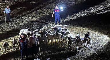 Kaybolan küçükbaş hayvanlar 9 saatlik çalışma sonrası bulundu