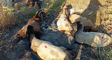 Zift göletine batan küçükbaş hayvanları itfaiye kurtardı