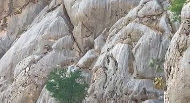 Dağ keçileri Sincik Boğazında görüntülendi