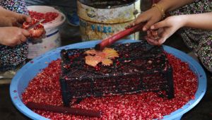 5 Asırlık Alut Nar'ı Geçim Kaynağı Olmaya Devam Ediyor