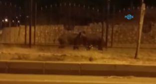Aç kalan domuzlar şehre indi - Videolu Haber
