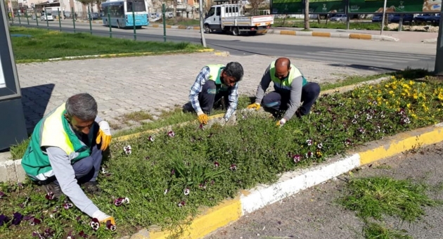 Adıyaman Belediyesi’nden Yabani Otlarla Mücadele