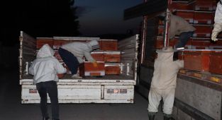 Adıyaman'da 162 çiftçiye 2 bin 430 kovan arı dağıtıldı - Videolu Haber