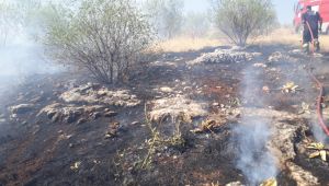 Adıyaman’da 5 bin badem ağacı kül oldu - Videolu Haber