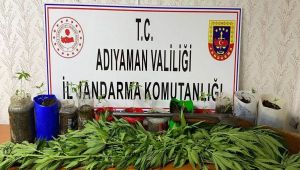 Adıyaman’da 561 kök kenevir ele geçirildi: 1 gözaltı