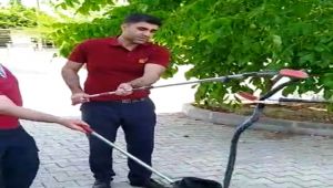 Adıyaman'da ağaçta görülen yılanı itfaiye ekipleri yakaladı - Videolu Haber