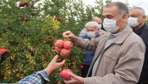 Adıyaman’da bereketli nar hasadı başladı - Videolu Haber