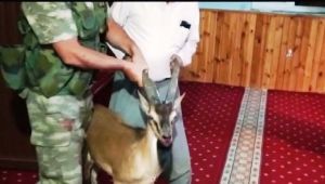 Adıyaman'da camiye giren yaban keçisi güçlükle çıkarıldı - Videolu Haber